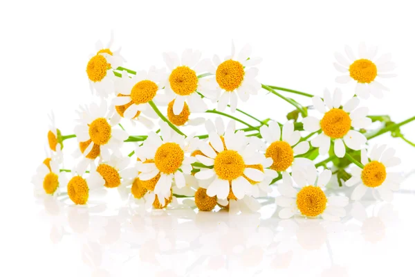 Blomma camomile — Stockfoto