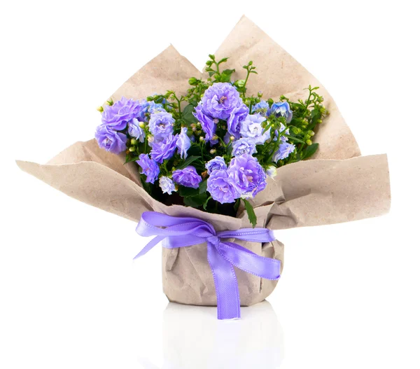 Blue Campanula terry flowers in paper packaging, isolated on whi — Stock Photo, Image