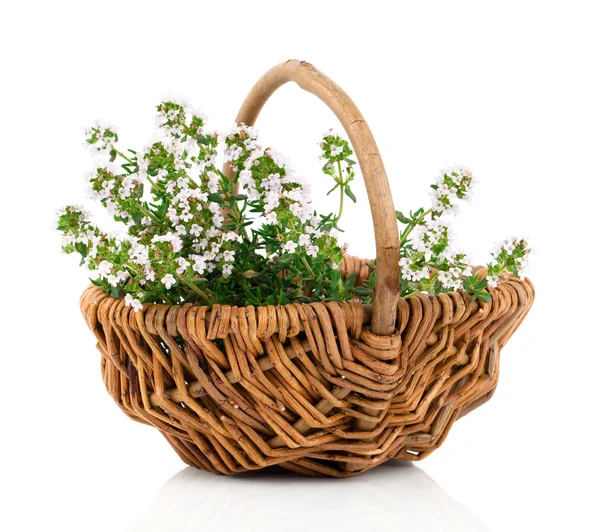 Bundle of fresh Thyme in a wicker basket, on a white background — Stock Photo, Image