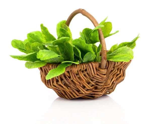 Bundle of fresh sage in a wicker basket, on a white background — Stock Photo, Image