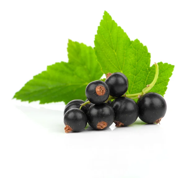 Ribes nero su fondo bianco — Foto Stock