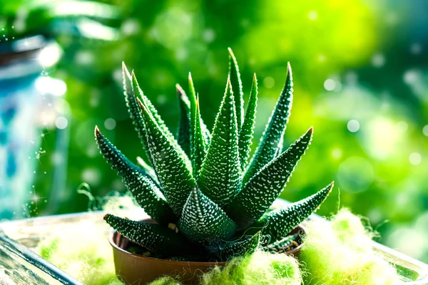 Haworthia Mix, cactus, pianta succulenta — Foto Stock