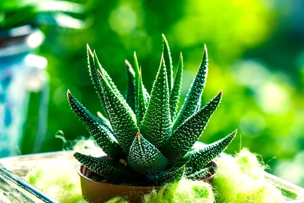 Haworthia Mix, cactus, succulent plant — Stock Photo, Image