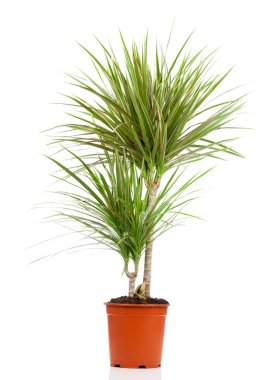 Beyaz zemin üzerinde bir tencerede Dracaena