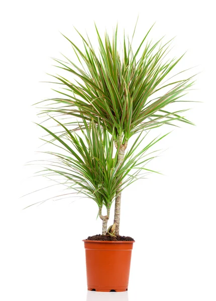 Dracaena v hrnci na bílém pozadí — Stock fotografie