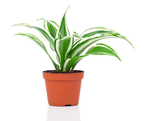 Dracaena fragrans (cornstalk dracaena) isolerad på en vit backg — Stockfoto