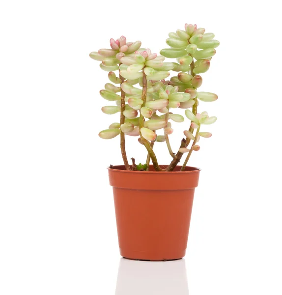 Adromischus houseplant isolé sur fond blanc — Photo