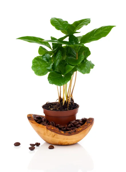 Koffie plant boom groeien zaailing in bodem stapel geïsoleerd op whit — Stockfoto