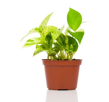 WHI üzerinde izole Epipremnum aureum (aile Yılanyastığıgiller) bitki tencerede,