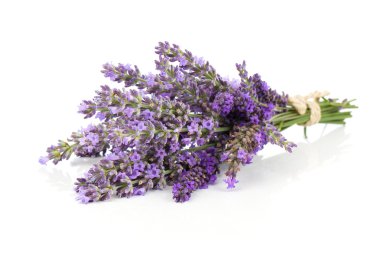 Beyaz arka planda bir demet lavanta çiçeği