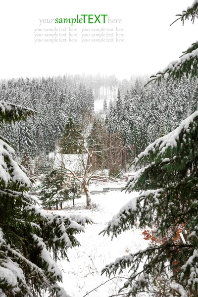 Сніг вкрив ялинки в горах . — стокове фото