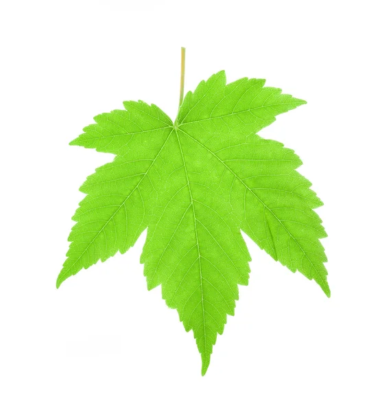 Green maple leaf isolated on white background — Stock Photo, Image