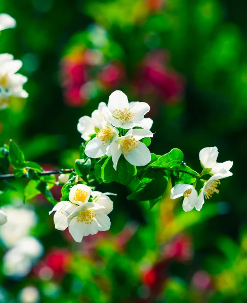 Blossoming of cherry flowers in spring time — Stock Photo, Image