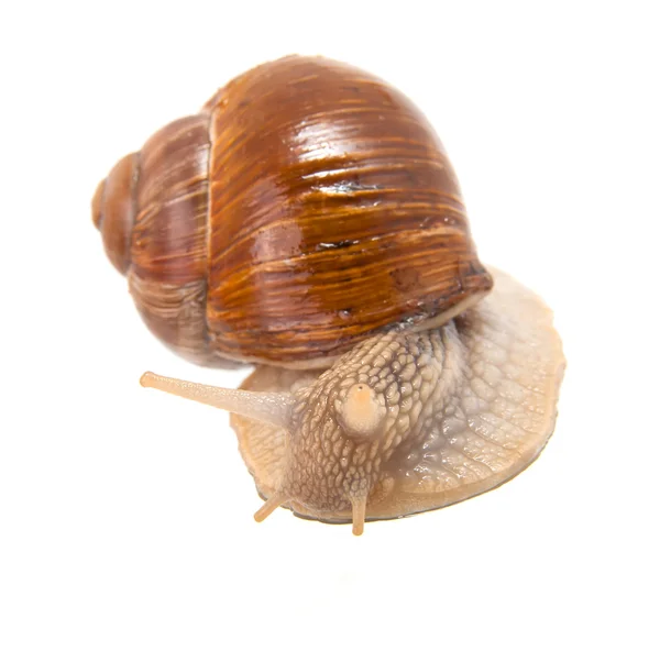Garden snail (Helix aspersa) Snails provide an easily harvested — Stock Photo, Image