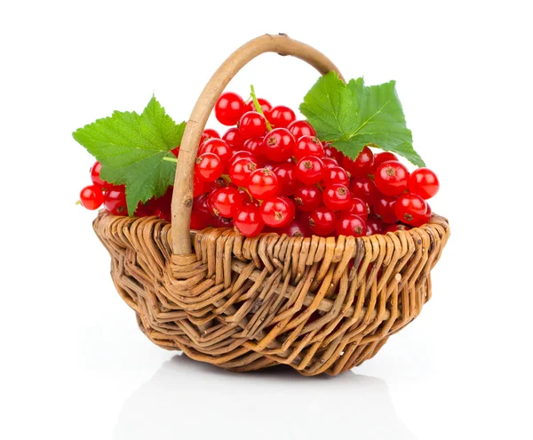 Basket full of red currant on a white background — Stock Photo, Image