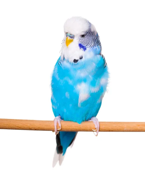 Budgie on the white backgro — Stock Photo, Image