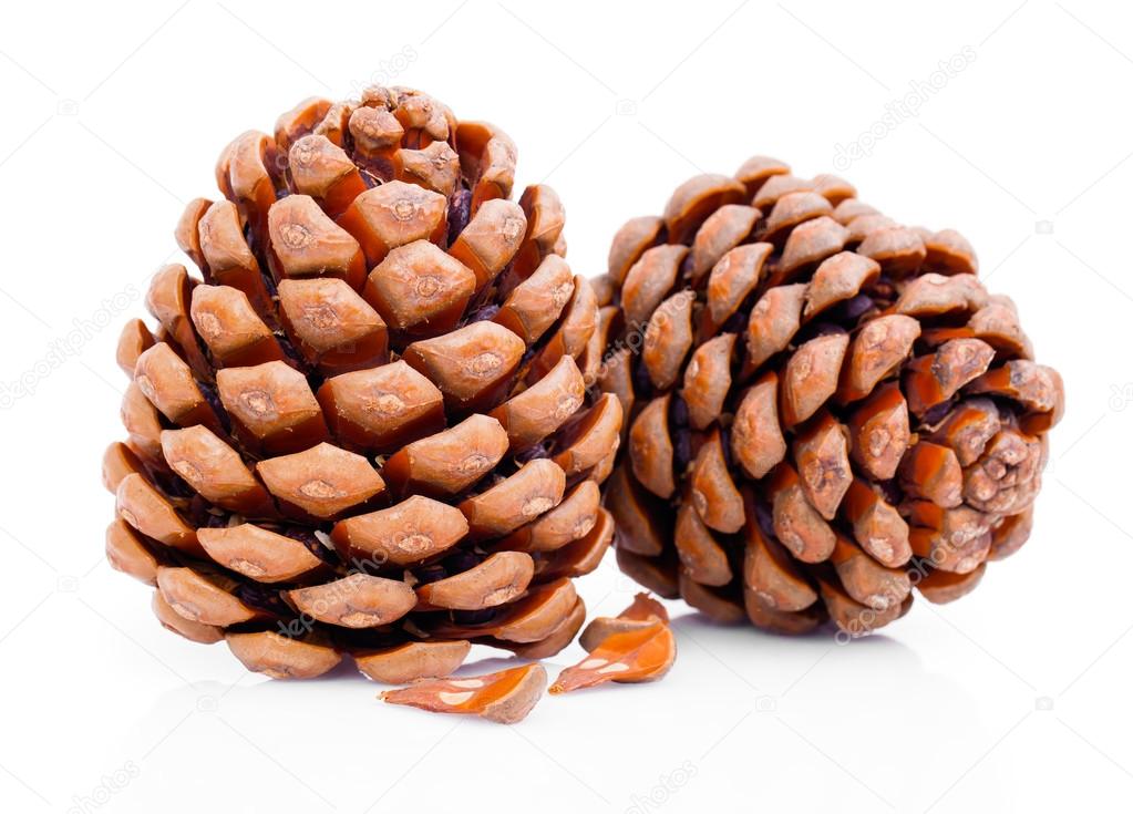 cedar pine cones with nuts isolated on white background