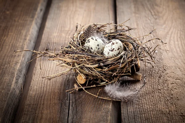 Quail eggs in nest on wooden background — Stock Photo, Image