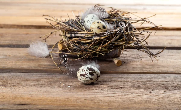 Quail eggs in nest on wooden background — Stock Photo, Image