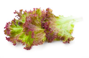 Marul. Beyaz arkaplanda salata yaprakları izole