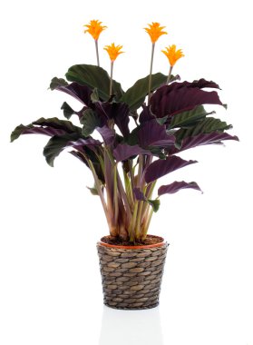 Saksı w üzerinde sonsuz alev çiçeği (calathea crocata turuncu)