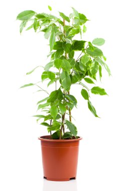 Ficus benjamina beyaz zemin üzerine izole saksının içinde.