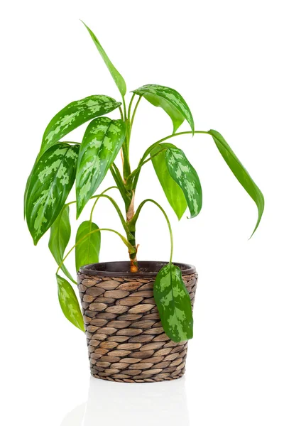 Dieffenbachia in bloempot geïsoleerd op witte achtergrond — Stockfoto