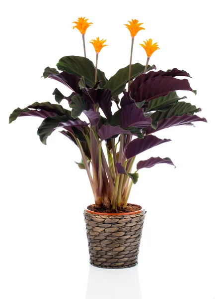 Вечный огненный цветок (calathea crocata orange) в цветочном горшке на w — стоковое фото