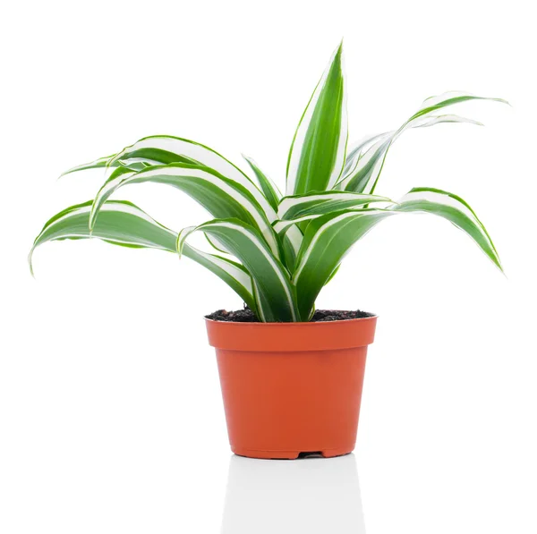 Dracaena fragrans (cornstalk dracaena) isolerad på en vit backg — Stockfoto