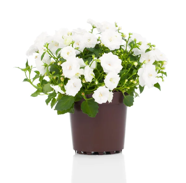 Flores brancas Campanula terry em um fundo branco . — Fotografia de Stock