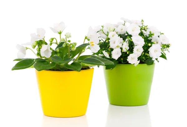 Flores blancas de Saintpaulia sobre fondo blanco —  Fotos de Stock