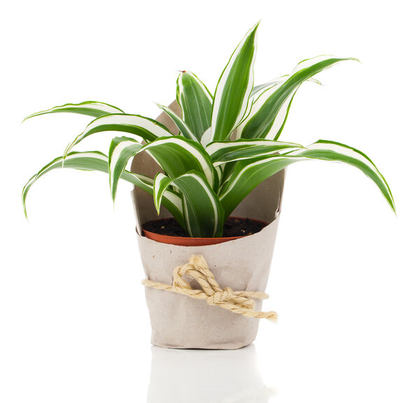 Dracaena fragrans (cornstalk dracaena) in paper packaging, isola
