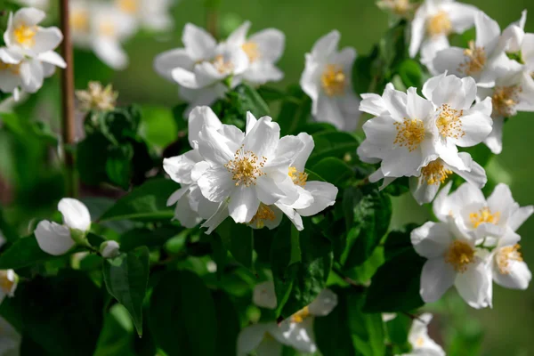 Jasmine flowers - background; beautiful jasmin flowers in bloom — Stock Photo, Image