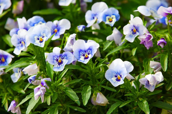 Jardim pansy (pansies, Viola, Viola tricolor) é um tipo de grande — Fotografia de Stock