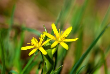 gagea bahar çiçek, nemli yaprak döken orman içinde büyür.