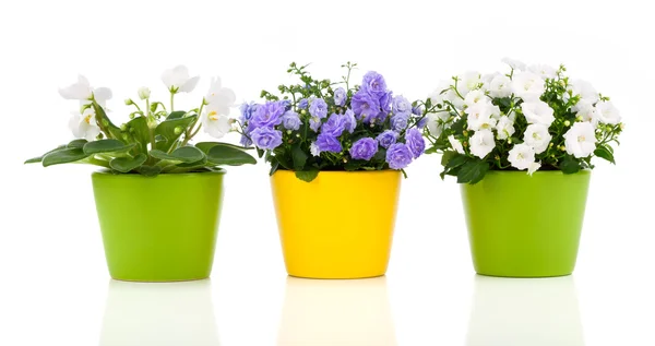 Blanco Saintpaulia y Campanula flores de rizo sobre fondo blanco —  Fotos de Stock