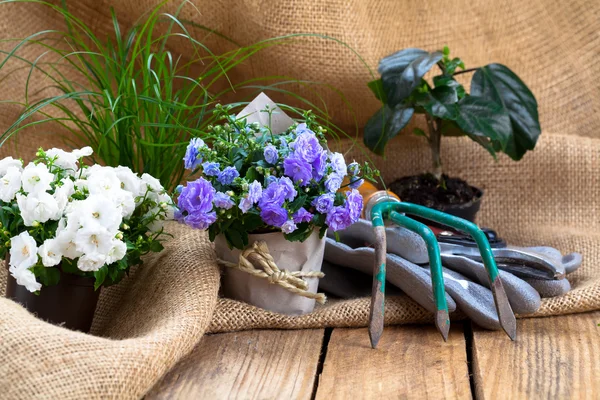 Campanula flores de rizo con herramientas de jardinería, en tela de saco, en w — Foto de Stock