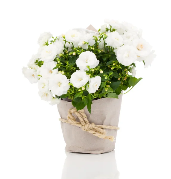 Fleurs blanches Campanula éponge dans un emballage en papier, sur un bac blanc — Photo