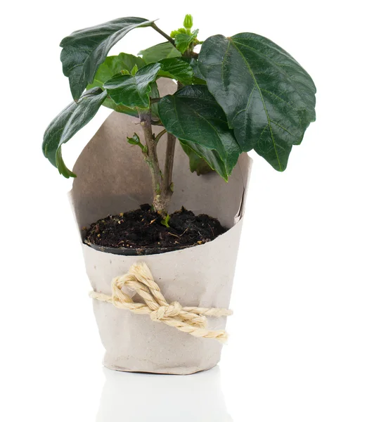 Roślina doniczkowa hibiskusa w papier opakowania, na tle białym tle — Zdjęcie stockowe