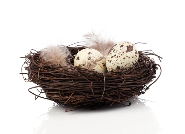 Quail eggs in birds nest isolated on white background — Stock Photo, Image