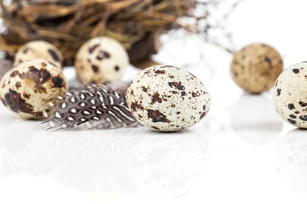 Quail eggs with feather on white background — Stock Photo, Image