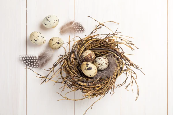 Quail eggs in nest on wooden background — Stock Photo, Image