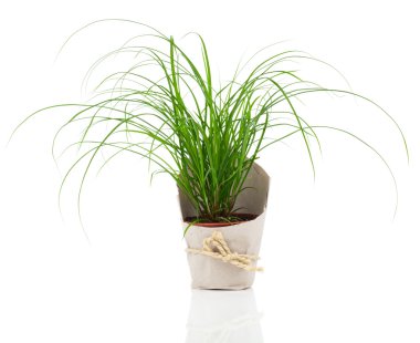 Cyperus zumula beyaz bir arka plan üzerinde kağıt ambalaj.