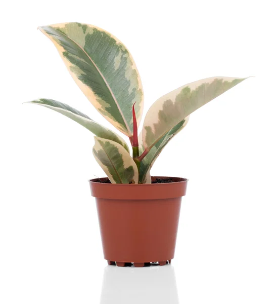 Ficus elastica Pflanze, auf weißem Hintergrund. — Stockfoto