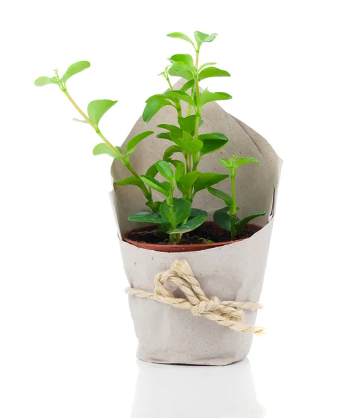 Peperomia (radiator plant) in paper packaging, on a white backgr — Stock Photo, Image