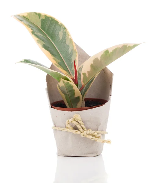 Ficus elastica fabriek in papier verpakking, op een witte achtergrond. — Stockfoto