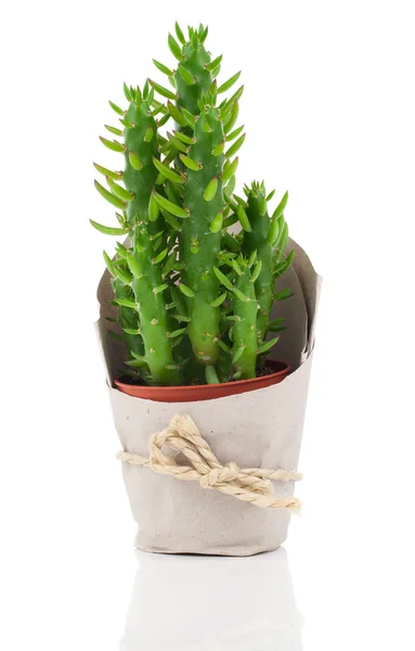 Austrocylindropuntia subulata in paper packaging, on a white bac — Stock Photo, Image