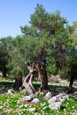 eski zeytin ağacı