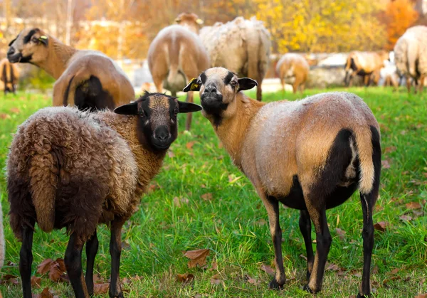 Boerderij schapen lammeren buitenshuis, herfst — Stockfoto