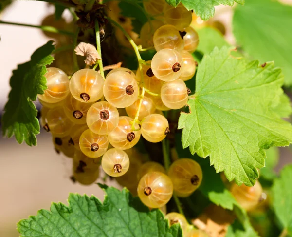 Rijp wit krenten in de tuin. — Stockfoto